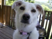 Gracie, my 3 yr old lab spitz, came from Mercer co Shelter in Princeton. She was a surrender and at 6 wks old, was so very scared when her sibling was adopted before her. She quickly attached herself to her new momma, and is the biggest mommy's girl around!!