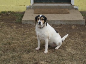 Millie is a sweet beagle hound girl. She was found wandering stray in a Richmond parking lot. I brought her home with me. She loves to yodle in a sweet hound voice of hers.