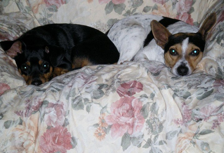 Pepe & Shelby-Snuggle Bugs
